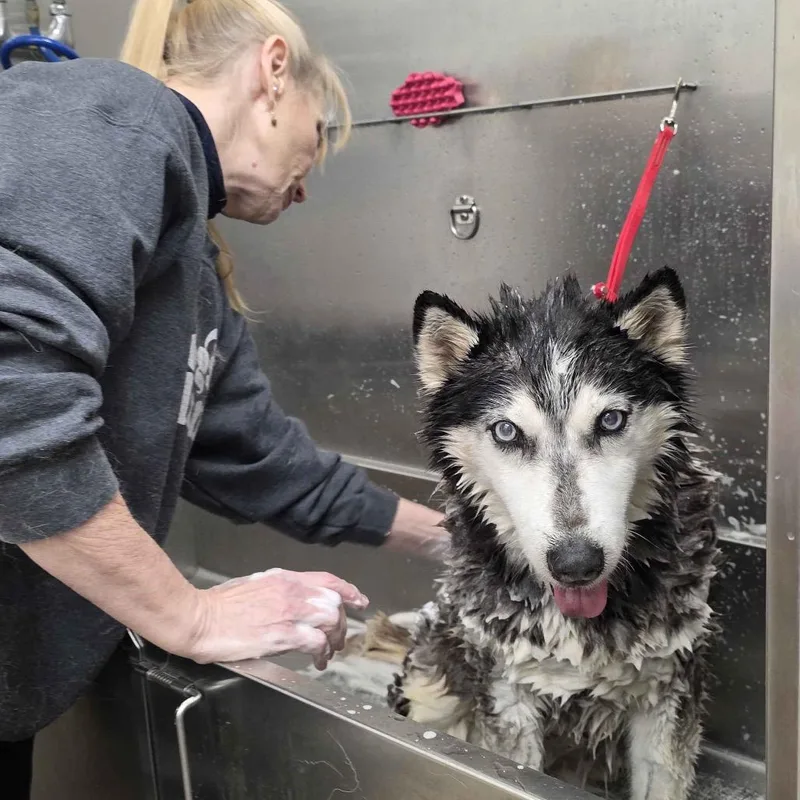 A senior large-sized female Black Husky dog named Dutchess for adoption in Gloucester, VA