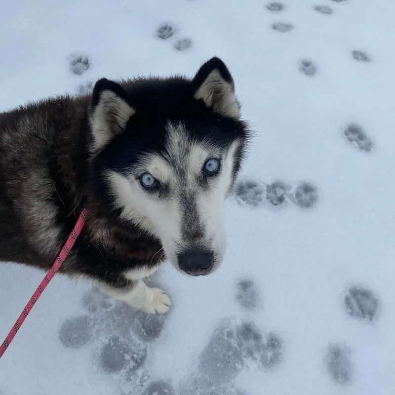 Dutchess thumbnail 6