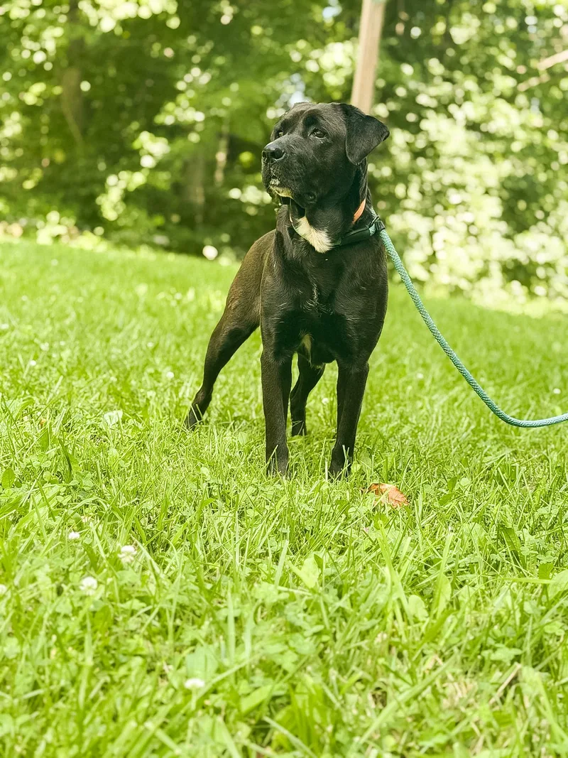 Pepper thumbnail 3