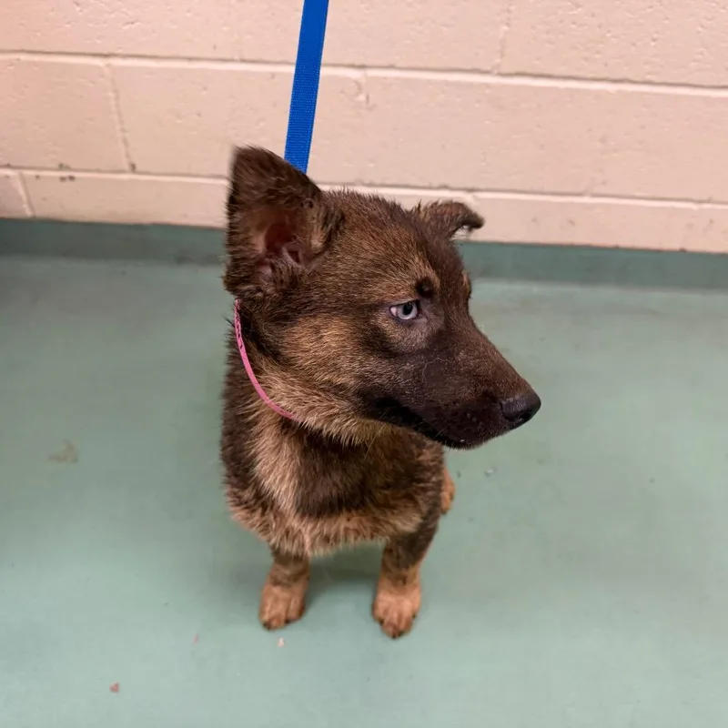 A baby medium-sized female Yellow / Tan / Blond / Fawn Mixed Breed dog named Trixie for adoption in Memphis, TN