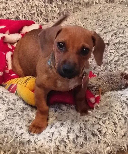A baby small-sized male Dachshund dog named Tot for adoption in San Diego, CA
