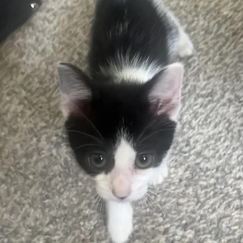 Tucker