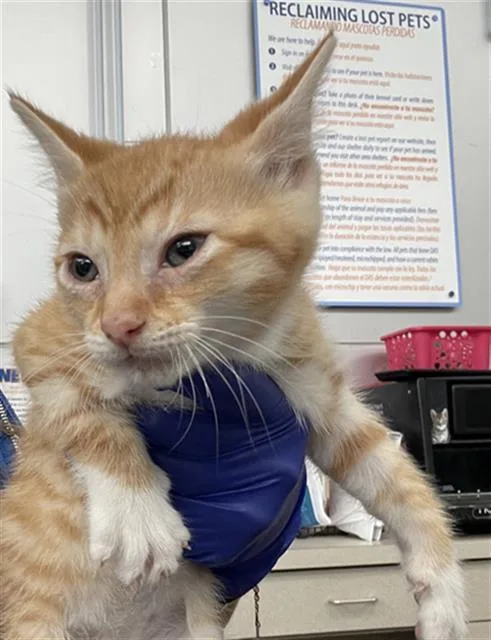 A young medium-sized male Domestic Short Hair cat named Basil for adoption in Dallas, TX