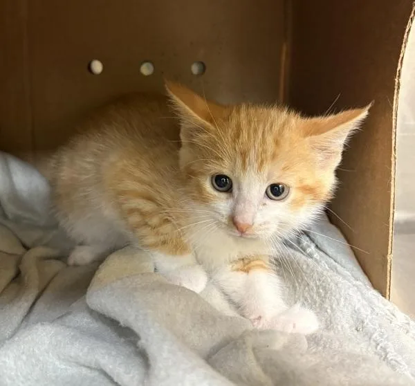 A baby small-sized female Domestic Short Hair cat named Glam for adoption in Sioux City, IA