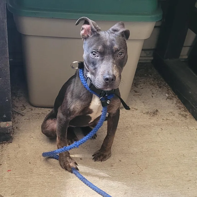 An adult medium-sized female Gray / Blue / Silver American Staffordshire Terrier dog named Bunny Boo for adoption in Lake Panasoffkee, FL