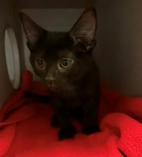 A baby medium-sized male Black Domestic Short Hair cat named Tarzan for adoption in Mason City, IA