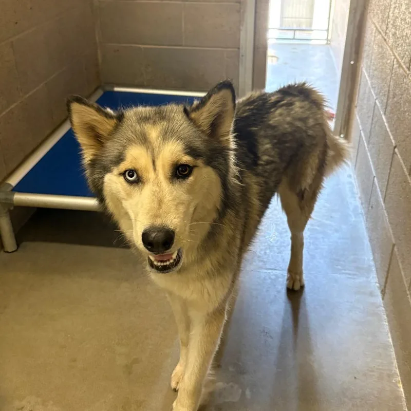 An adult large-sized female Apricot / Beige Husky dog named Luna for adoption in Yuma, AZ