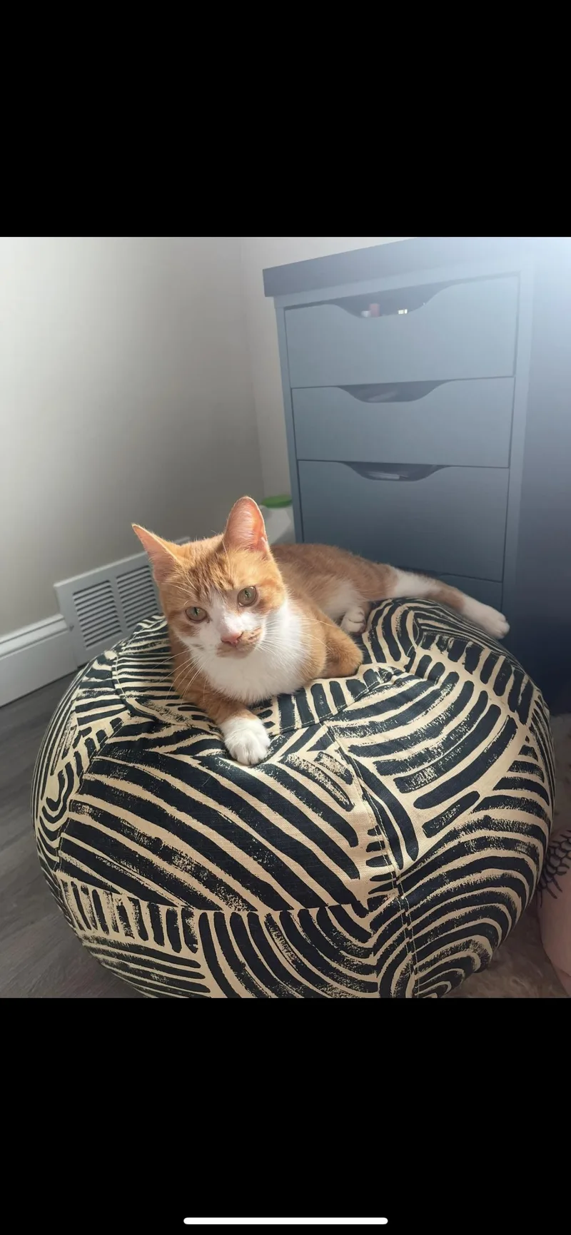 A young medium-sized female Domestic Short Hair cat named Acorn Girlie for adoption in Havertown, PA