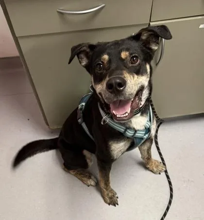An adult large-sized male Mixed Breed dog named Champ for adoption in West Chester, PA