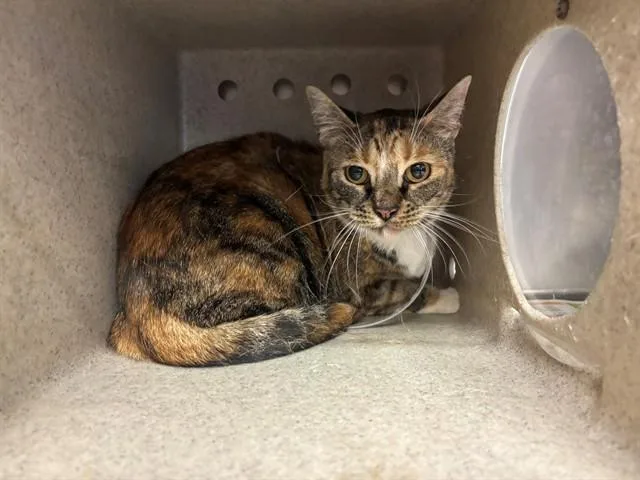 A senior medium-sized female Domestic Short Hair cat named Momma Cat for adoption in Lancaster, CA