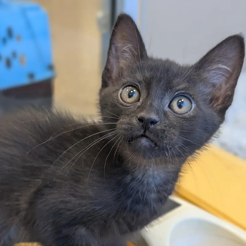 A baby extra large-sized female Black Domestic Medium Hair cat named Piper for adoption in Sonoma, CA