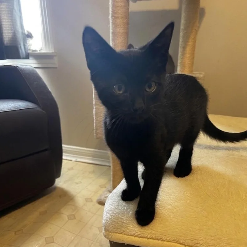 A baby medium-sized male Black Domestic Short Hair cat named Loki for adoption in Houston, TX
