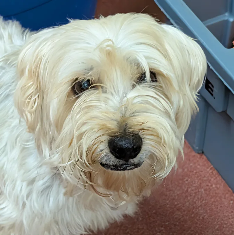 A senior small-sized male White / Cream Silky Terrier dog named Jasper for adoption in Accident, MD