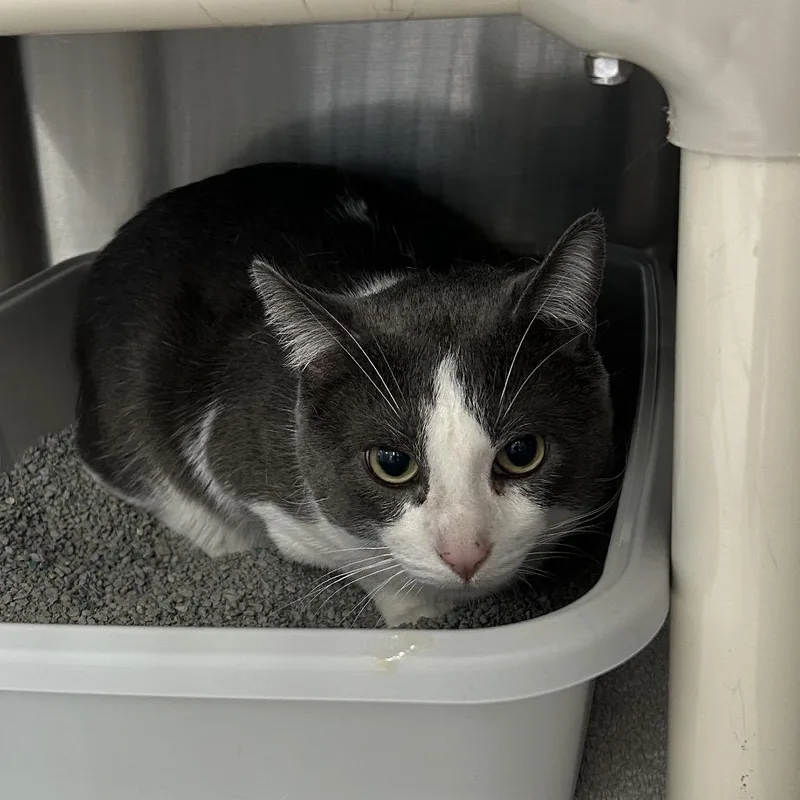 An adult large-sized male White Domestic Short Hair cat named Brinx for adoption in Indianapolis, IN