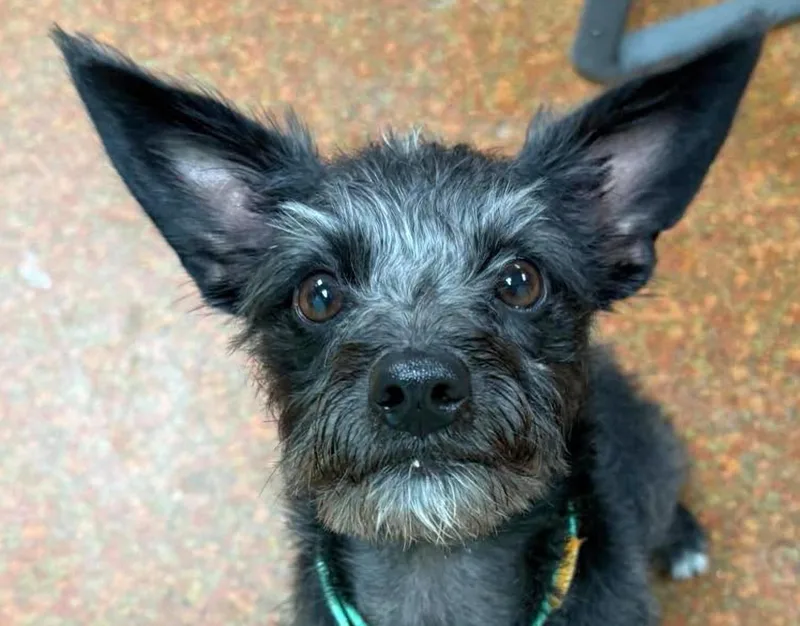 A young small-sized male Black Terrier dog named Shadow for adoption in Euclid, OH