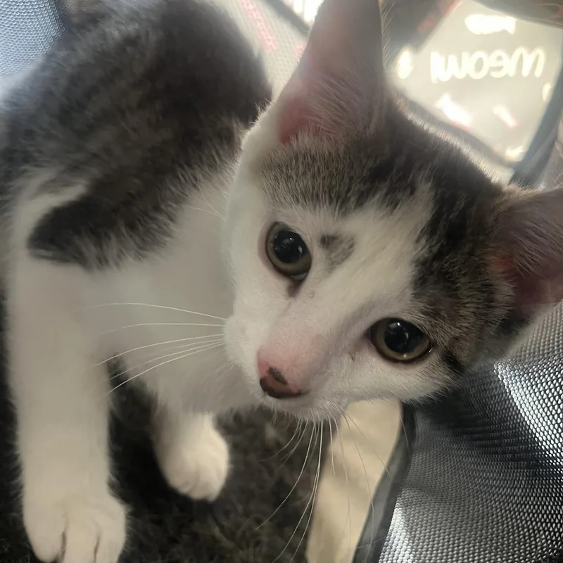 A baby small-sized male Gray / Blue / Silver Domestic Short Hair cat named Robin for adoption in Oak Park, IL