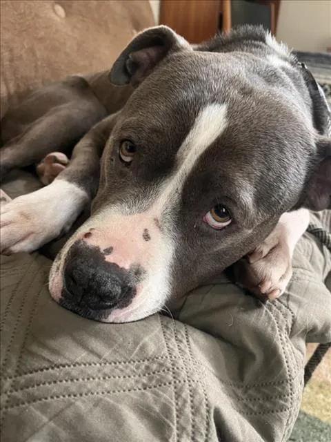 An adult large-sized female Pit Bull Terrier dog named Elena for adoption in Woodland, CA