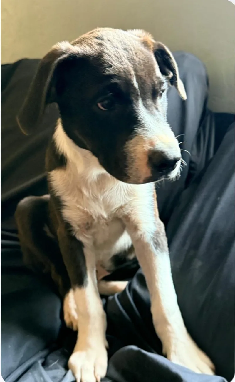 A baby medium-sized male Border Collie dog named Toby for adoption in Plano, TX