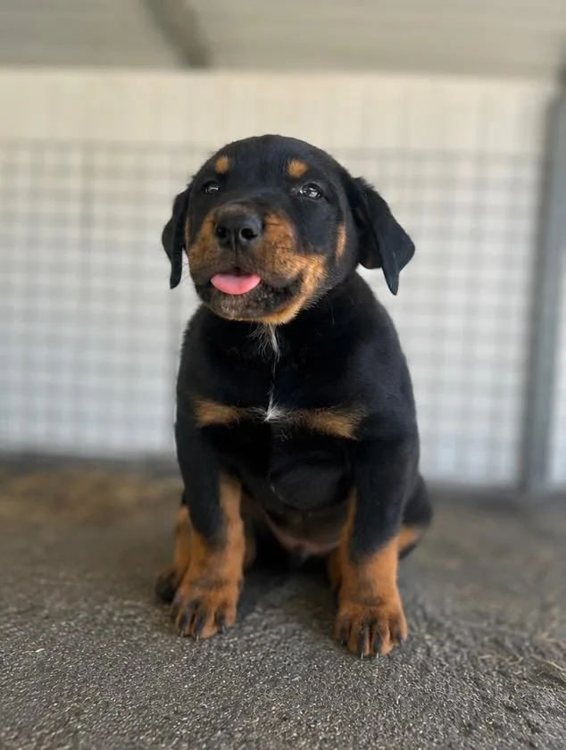 A baby medium-sized male Rottweiler dog named Loyd for adoption in Russellville, KY