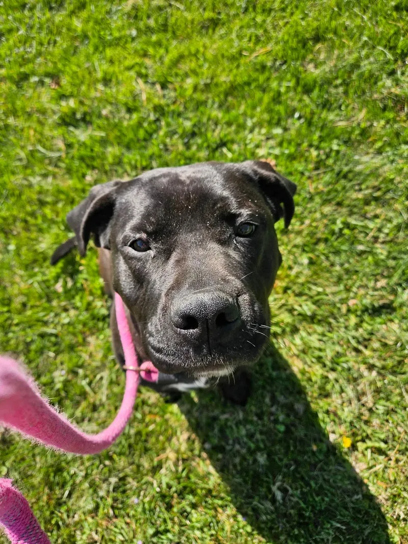 A young medium-sized female Brown / Chocolate Pit Bull Terrier dog named Petunia for adoption in Culpeper, VA
