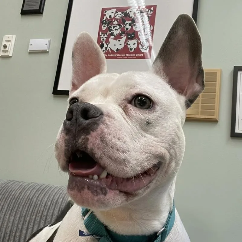 An adult medium-sized female White / Cream Mixed Breed dog named Tammi for adoption in Skokie, IL