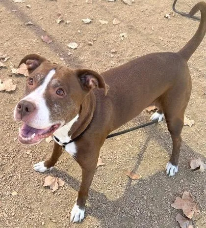 An adult large-sized female Red / Chestnut / Orange Mixed Breed dog named Lizzie for adoption in Georgetown, TX