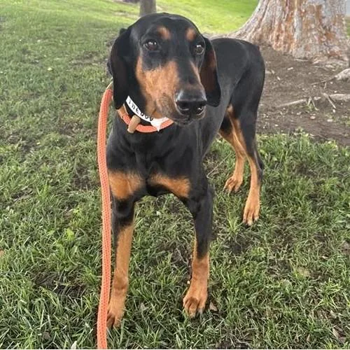 A young large-sized female Doberman Pinscher dog named Miley for adoption in Ontario, CA