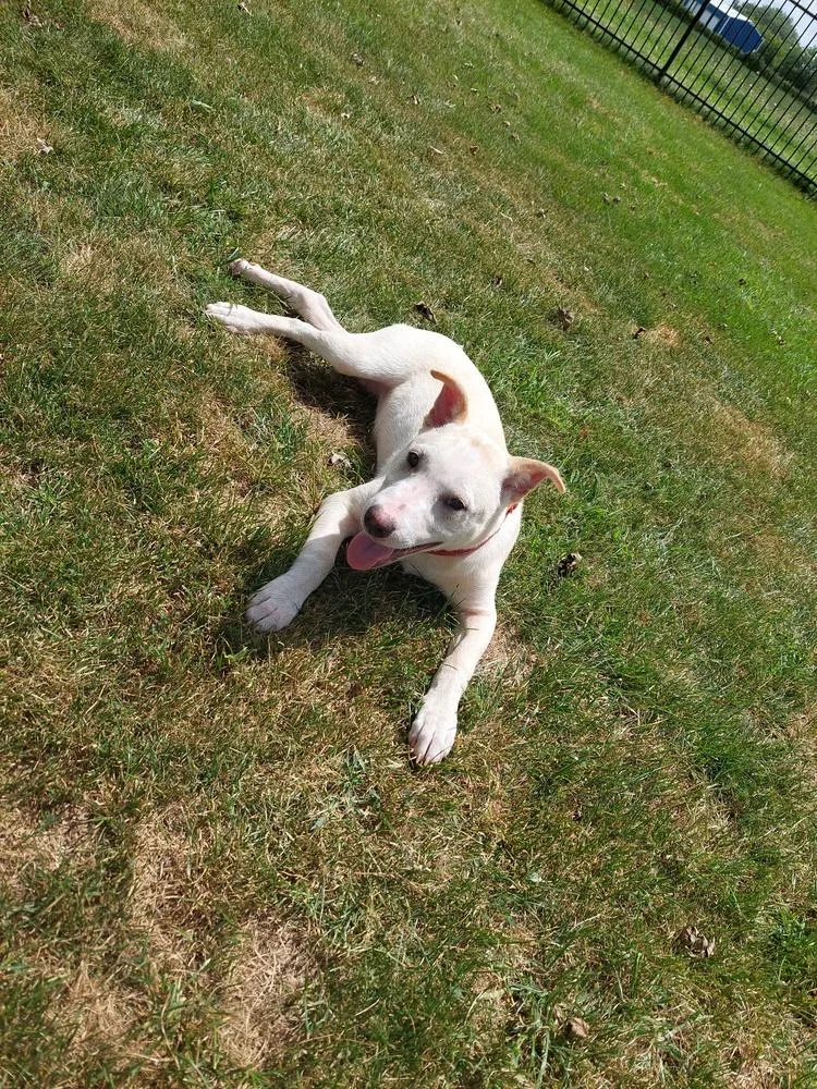 A baby large-sized female Pit Bull Terrier dog named Athena for adoption in Wildomar, CA