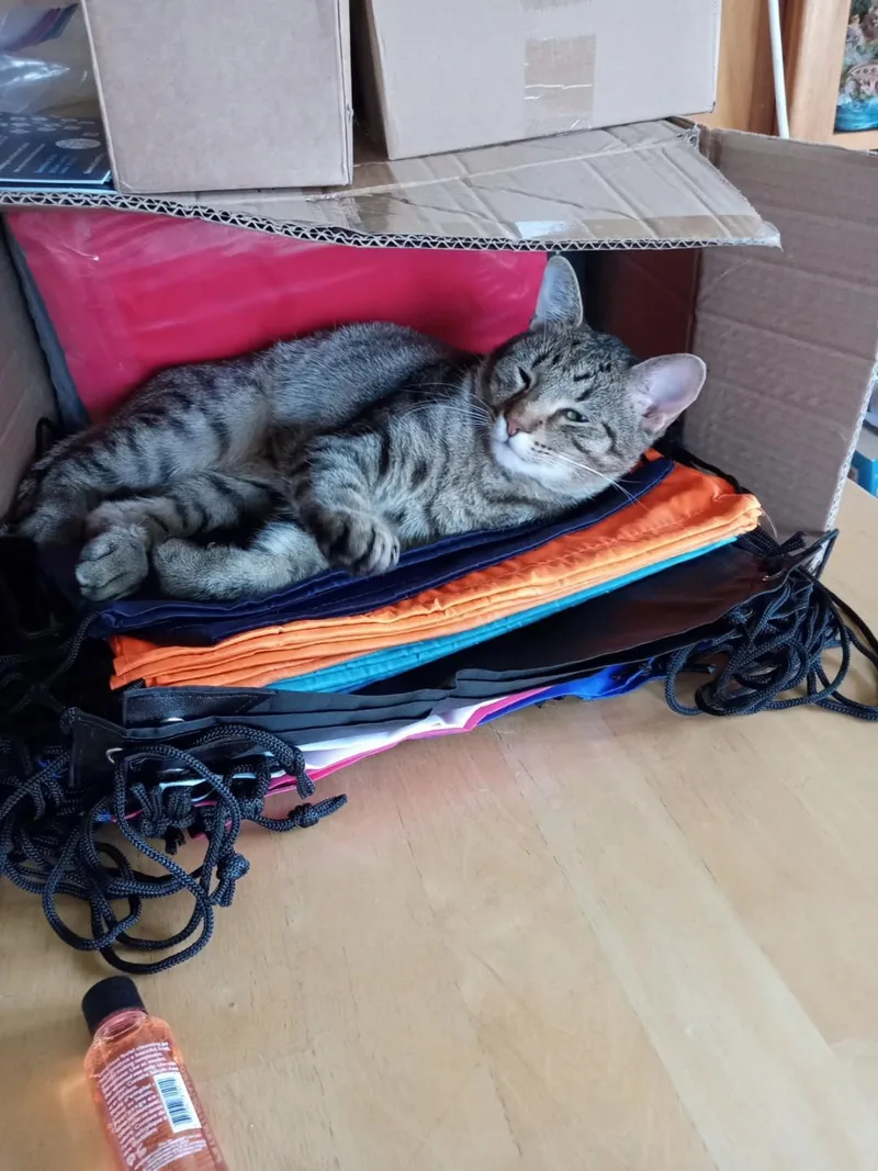 Sawyer And Finn  thumbnail 3