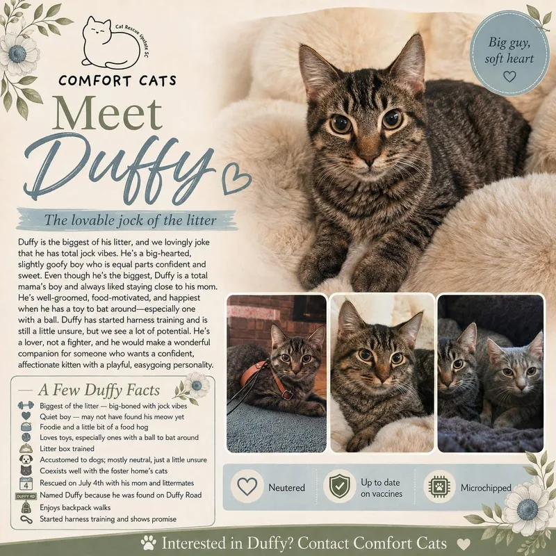 A young medium-sized male Tabby (Brown / Chocolate) Domestic Short Hair cat named Duffy for adoption in Moore, SC