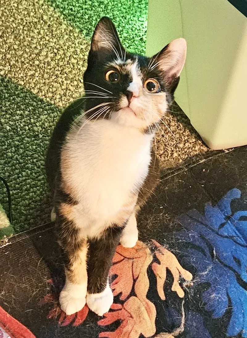 A young medium-sized female Calico Domestic Short Hair cat named Ruto for adoption in Seven Valleys, PA
