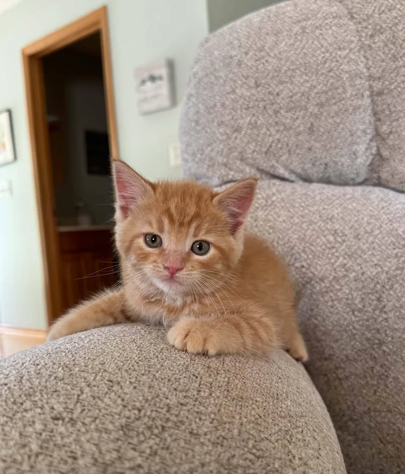 A baby medium-sized male Orange & White Tabby cat named Samsoncome Meet Me for adoption in Decorah, IA
