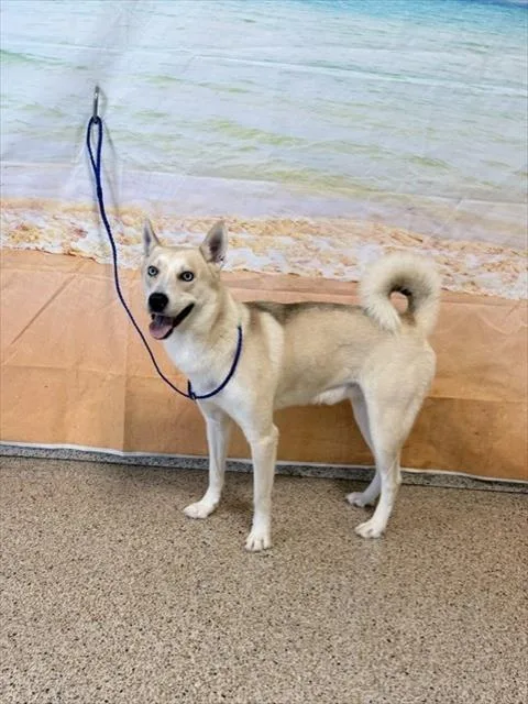 Kiba