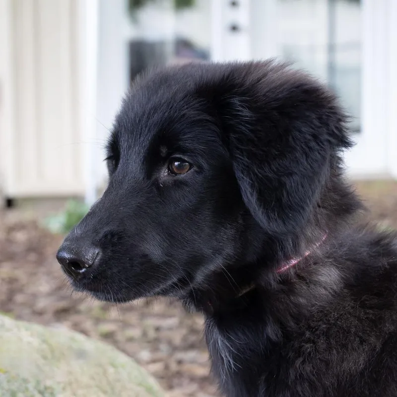 A baby small-sized female Black Labrador Retriever dog named Sally Sue for adoption in McKean, PA