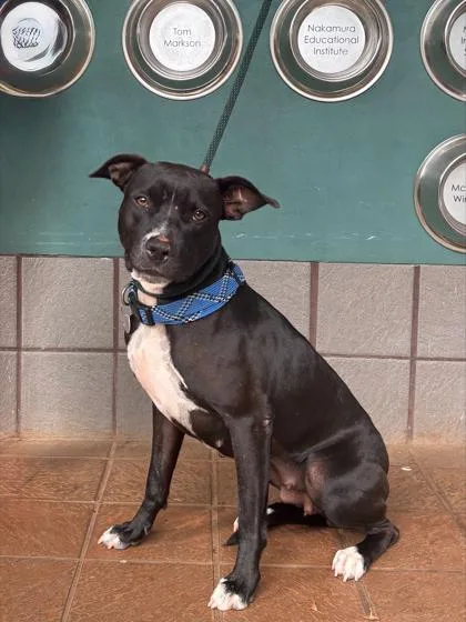 An adult large-sized female Pit Bull Terrier dog named Caterpillar for adoption in Honolulu, HI