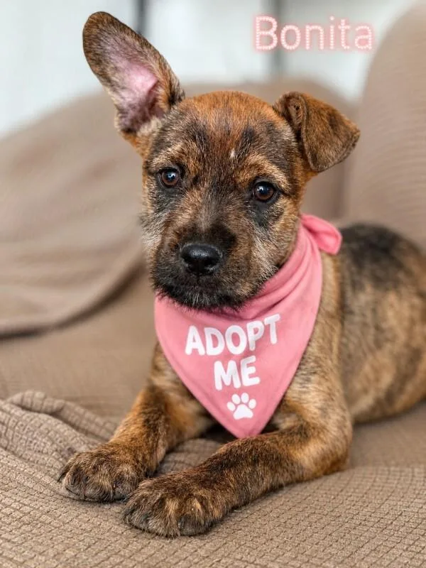 A young large-sized female Brindle Labrador Retriever dog named Bonita for adoption