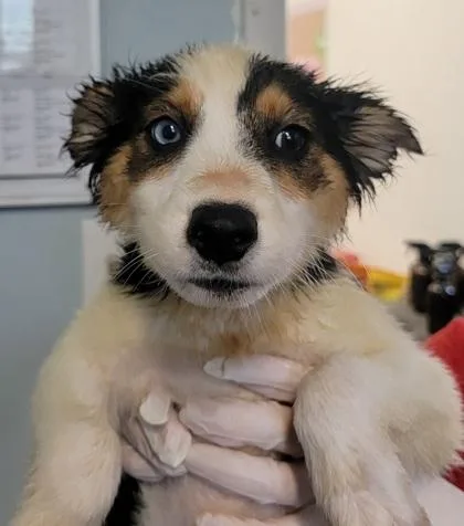 A baby medium-sized female Mixed Breed dog named Hamda for adoption in West Chester, PA
