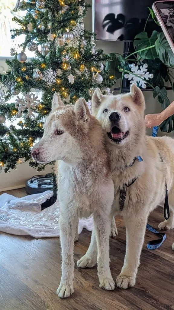 Scar  Ghost thumbnail 5