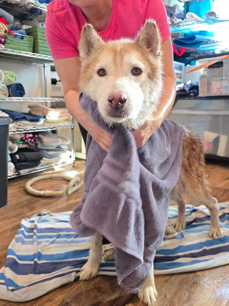 Scar  Ghost thumbnail 6