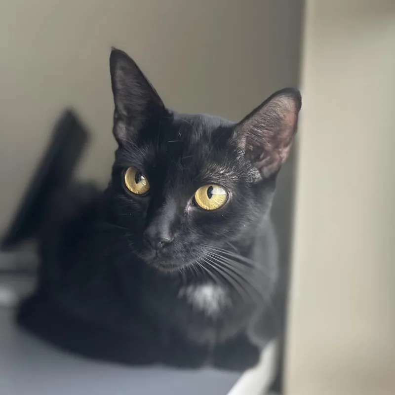 A young medium-sized female Black Domestic Short Hair cat named Scout for adoption in Fairfax Station, VA