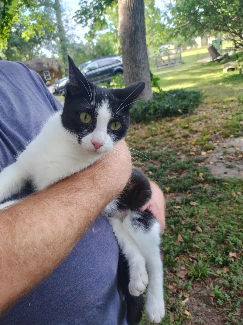A young medium-sized female Black & White / Tuxedo Tuxedo cat named Chloe for adoption in MONTGOMERY, TX
