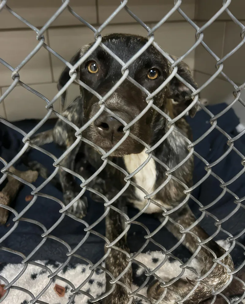 A young medium-sized male Black Mixed Breed dog named Miguel for adoption in Nashville, TN