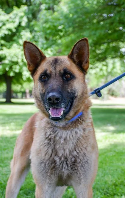 An adult large-sized male Belgian Shepherd / Malinois dog named Joker for adoption in Yakima, WA