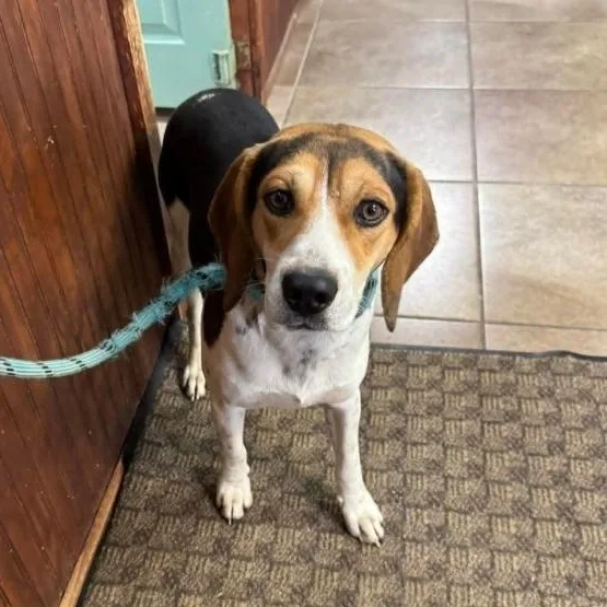 An adult medium-sized male Beagle dog named Trigg for adoption in Minooka, IL