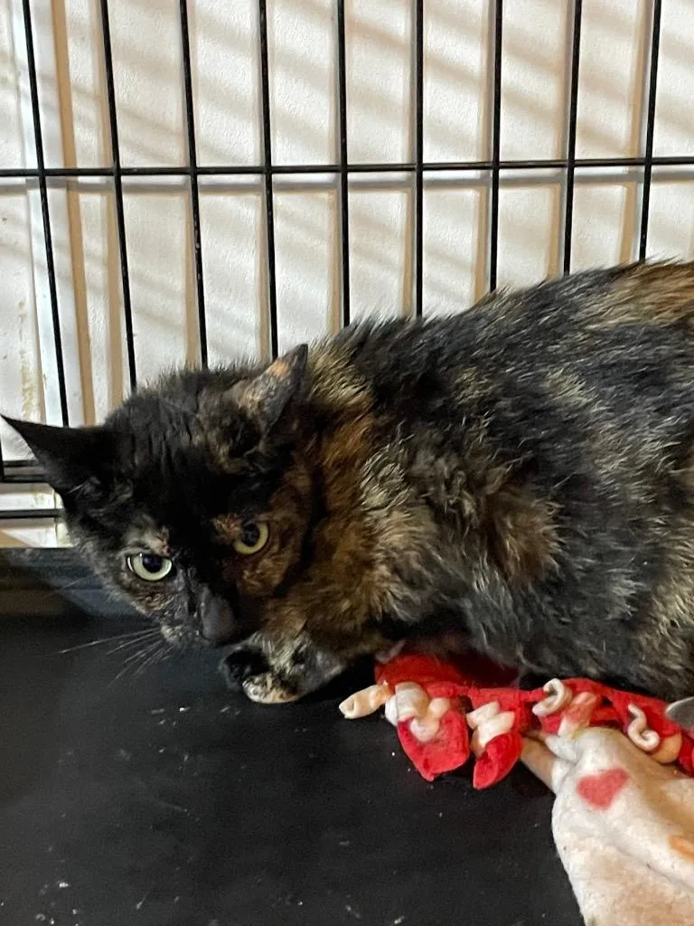 An adult large-sized female Domestic Short Hair cat named Siri for adoption in Dalton, GA