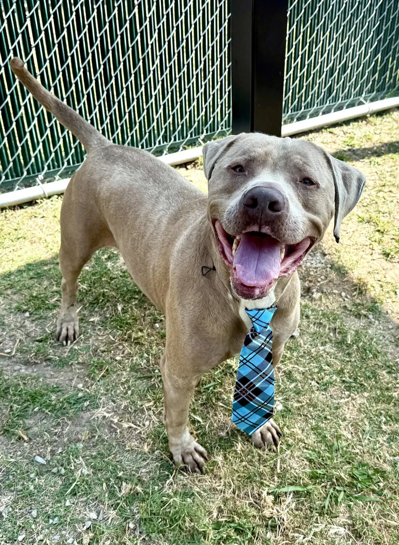 An adult large-sized male American Staffordshire Terrier dog named Blue for adoption in McKinney, TX