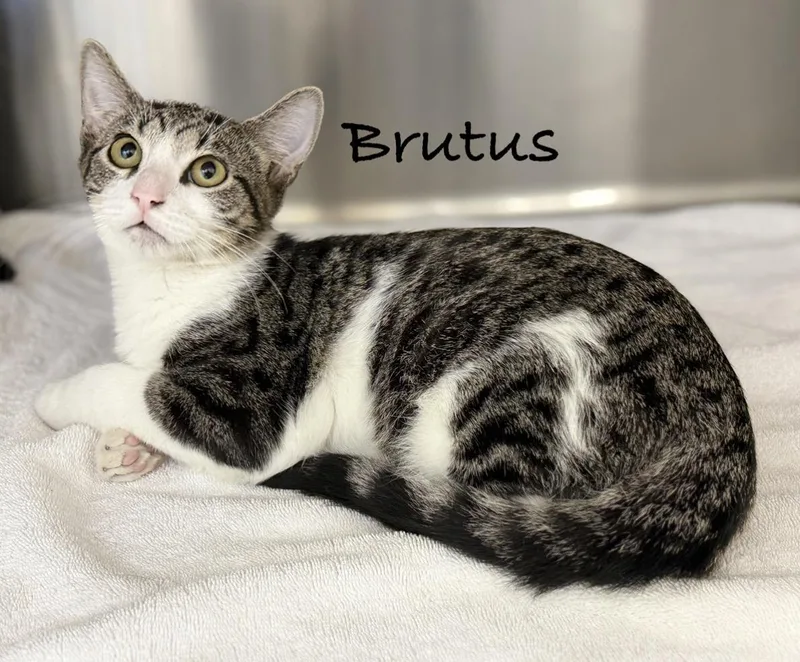 A baby medium-sized male Tabby (Gray / Blue / Silver) Domestic Short Hair cat named Brutus for adoption in Pawleys Island, SC