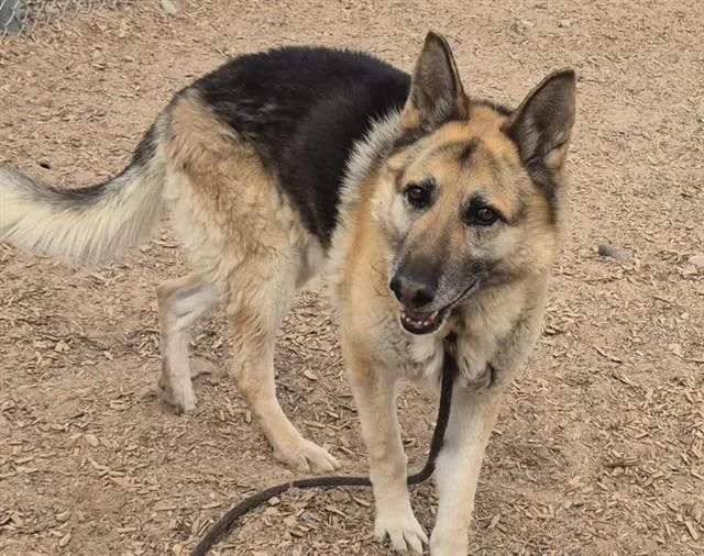An adult medium-sized male German Shepherd Dog dog named Chucho for adoption in Albuquerque, NM