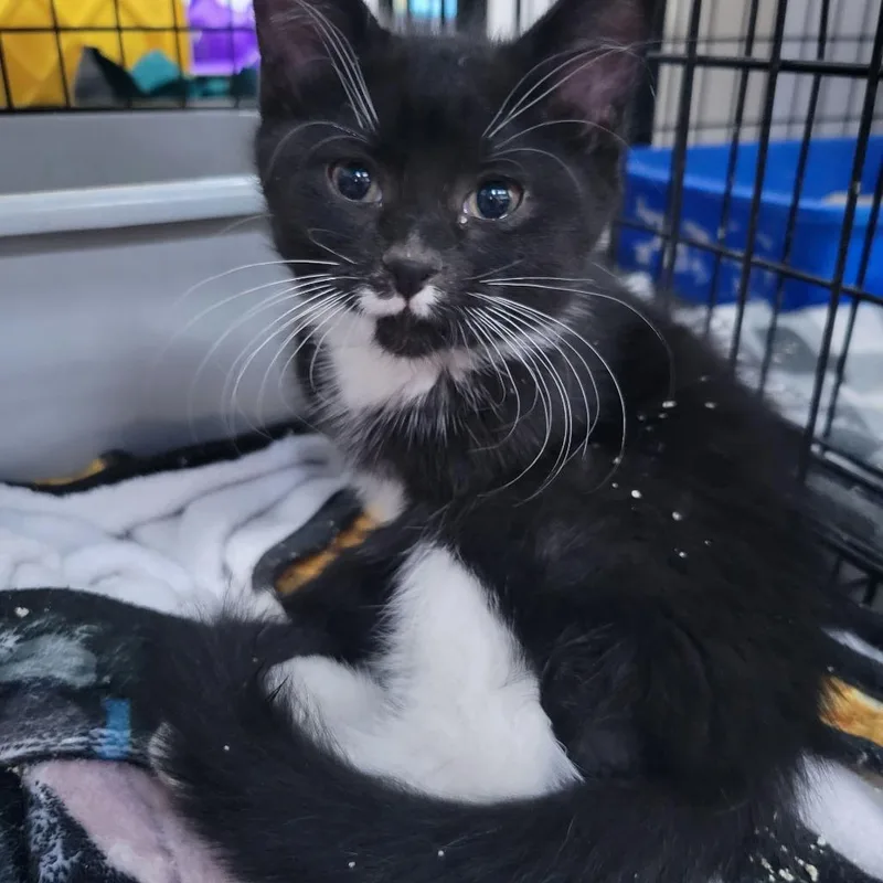 A baby medium-sized male Domestic Short Hair cat named Goober for adoption in St. Cloud, MN