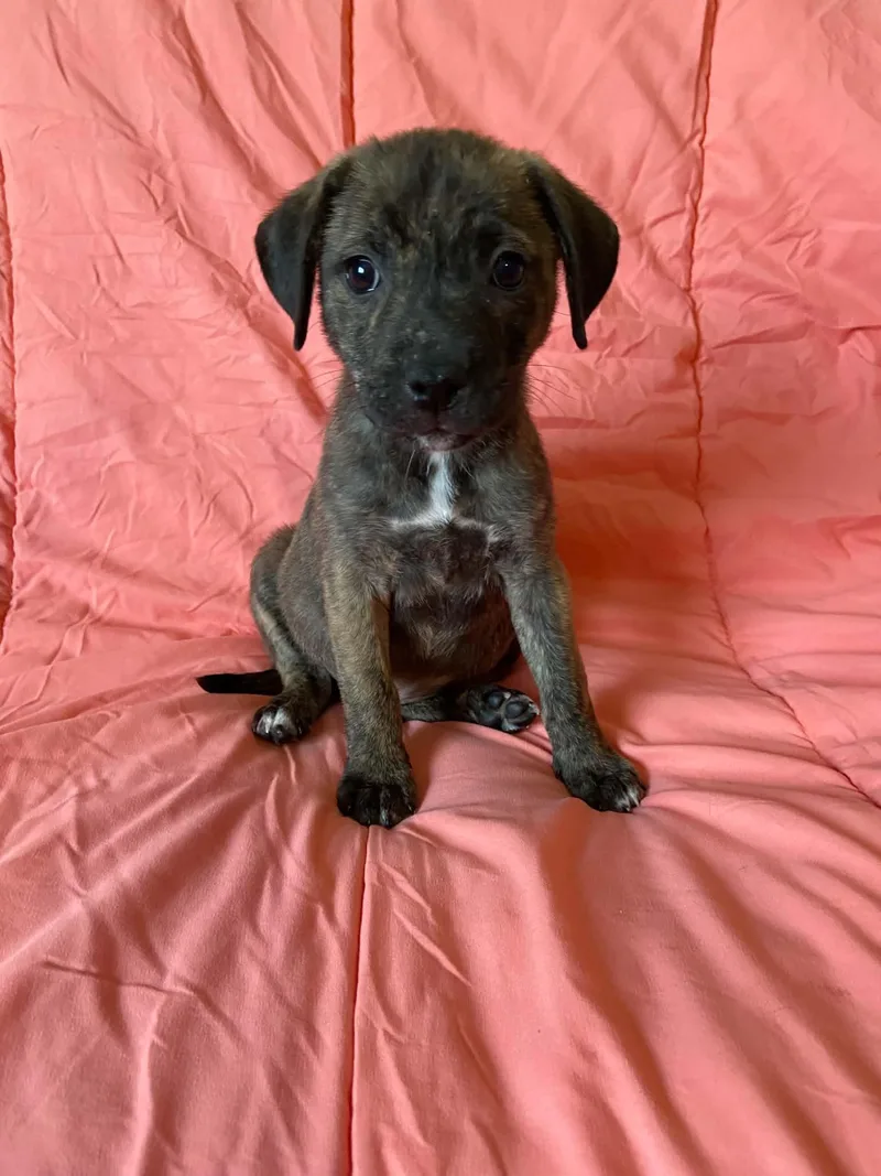 A baby medium-sized female Plott Hound dog named Alani for adoption in St. Louis, MO